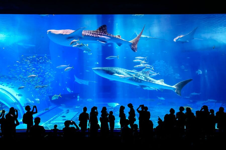 <1Dya Tour>Churaumi Aquarium, Cape Manzamo, American Village - Who this tour fits best (and who should skip it)