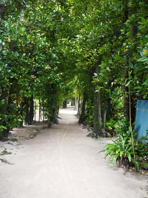 <1Dya Tour>Churaumi Aquarium, Cape Manzamo, American Village - Bise Fukugi Tree Road: 300-year-old shade stop