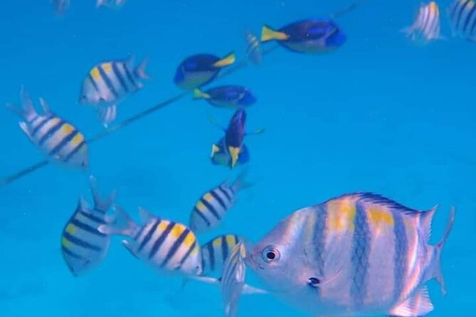 5-Hour Snorkeling, Swimming with Dolphins and Sea Turtles Aquarium - Quick hits: what makes this tour tick