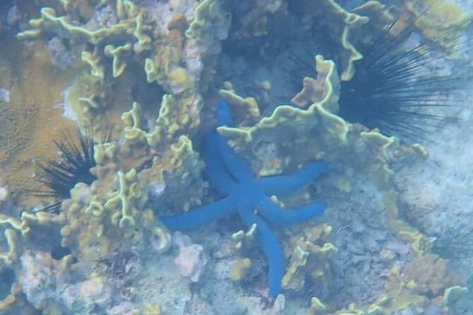 5-Hour Snorkeling, Swimming with Dolphins and Sea Turtles Aquarium - Morning logistics: Nungwi Aquarium Adventures, pickup, and the 8:30 departure