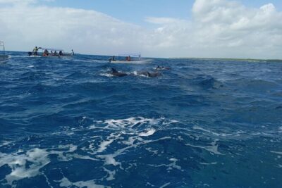 5-Hour Snorkeling, Swimming with Dolphins and Sea Turtles Aquarium - The boat ride: fun, fast, and potentially rough