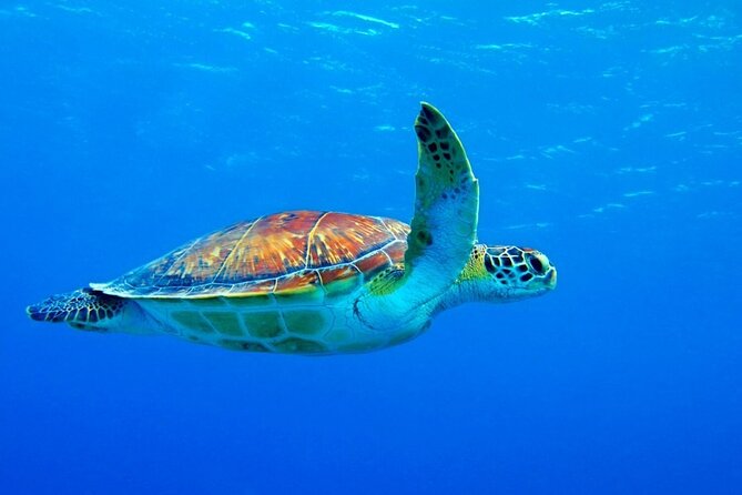 5-Hour Snorkeling, Swimming with Dolphins and Sea Turtles Aquarium - Sandbank time and the included picnic: the best way to decompress
