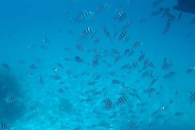 5-Hour Snorkeling, Swimming with Dolphins and Sea Turtles Aquarium - The sea turtle stop: aquarium-style lagoon time