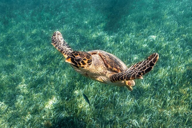 5-in-1 Cancun Snorkeling Tour with Sea Life & Transport Included - Marina Punta Norte logistics: transport, group size, and what to expect