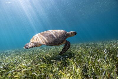 5-in-1 Cancun Snorkeling Tour with Sea Life & Transport Included - Stop 1: the coral reef start with warm water and manageable conditions