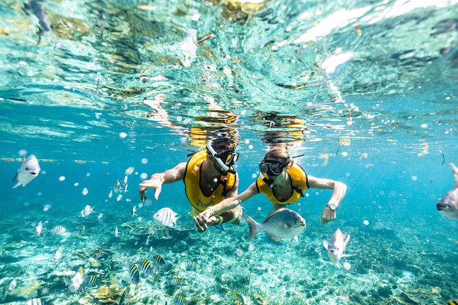 5-in-1 Cancun Snorkeling Tour with Sea Life & Transport Included - Stop 3: turtles and rays odds that actually sound encouraging