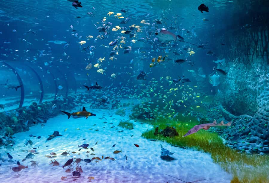 Abu Dhabi: National Aquarium Entrance Ticket - Sharks, stingrays, and the moments you’ll remember