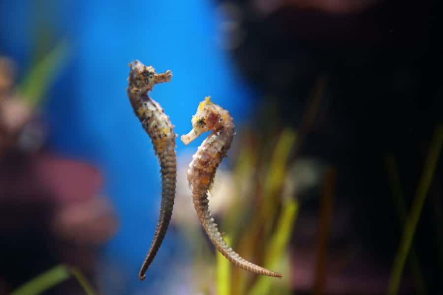 Abu Dhabi: National Aquarium Entrance Ticket - Optional add-ons: glass bridge walk, boat rides, and backstage tours