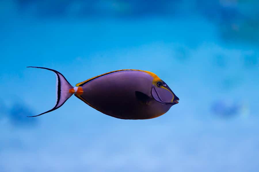 Abu Dhabi: National Aquarium Entrance Ticket - When a great guide changes the whole experience