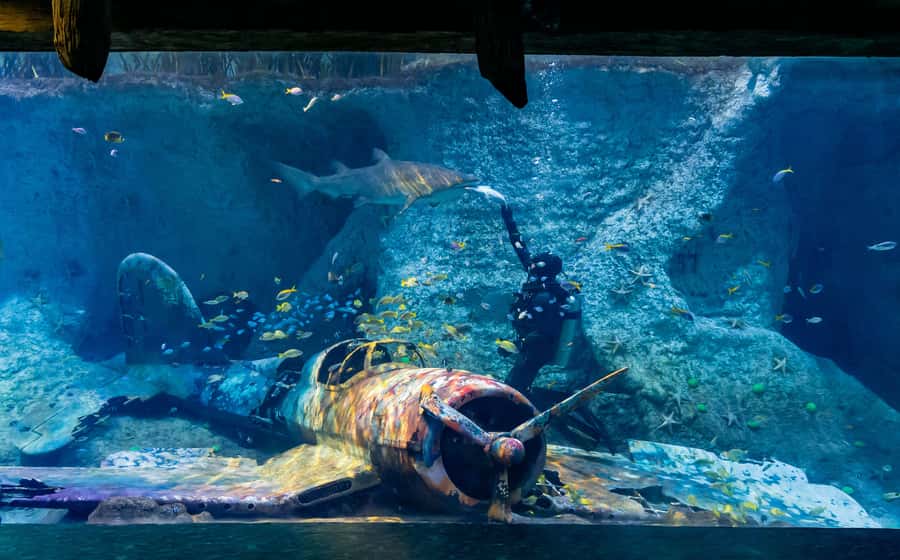 Abu Dhabi: National Aquarium Entrance Ticket - Practical pacing: how to make a full day feel easy