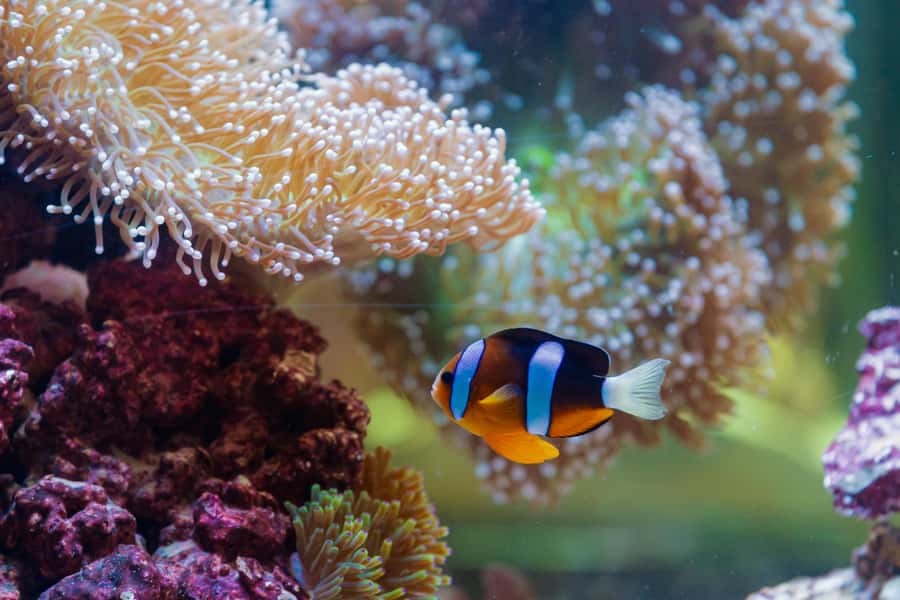 Abu Dhabi: National Aquarium Entrance Ticket - Who should book this ticket (and who should skip extras)