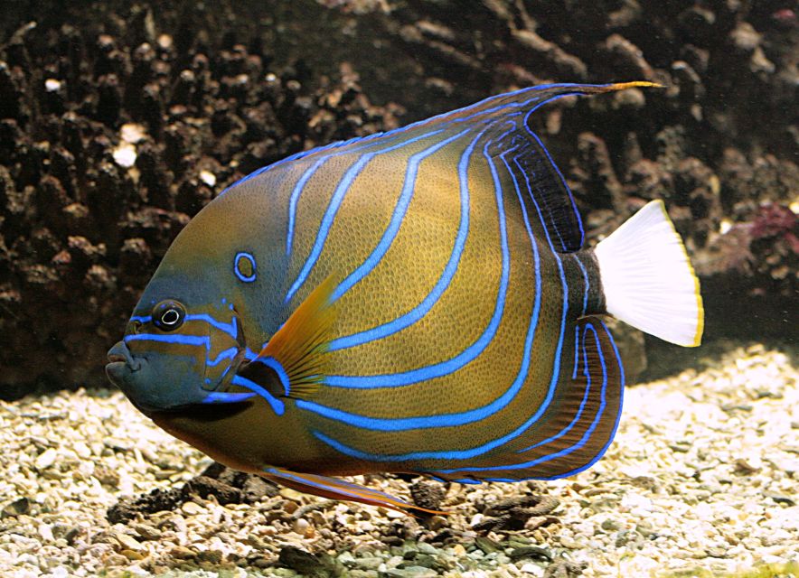 Algés: Vasco da Gama Aquarium Entry Ticket - What You’ll Actually Do During Your 1.5-Hour Visit