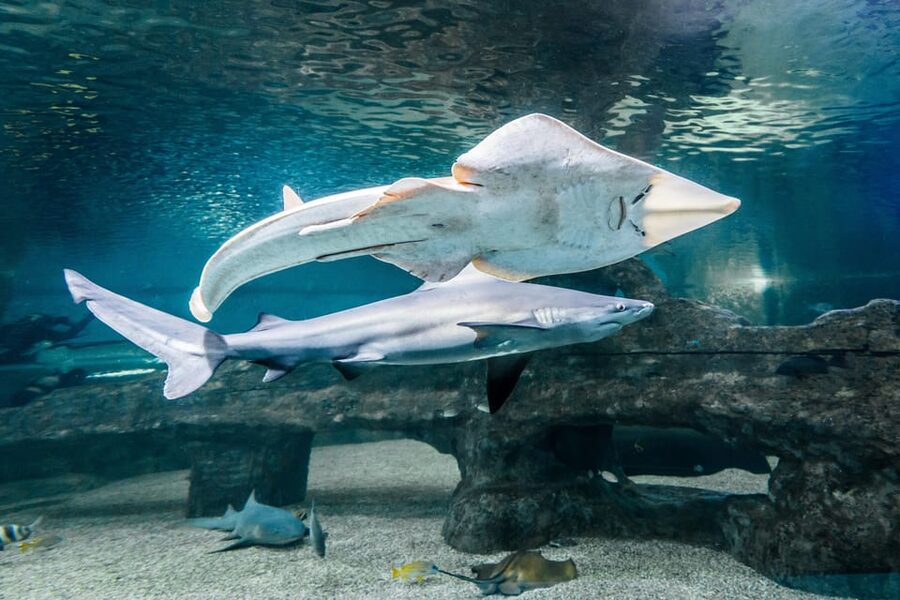 Almería: Aquarium Costa de Almería Entry Ticket - Key Highlights You’ll Actually Care About