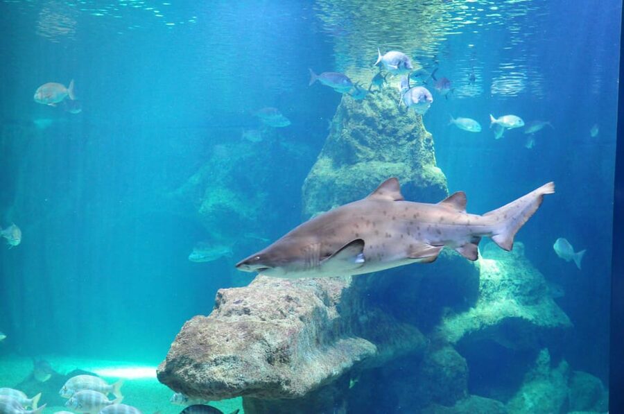 Almería: Aquarium Costa de Almería Entry Ticket - Practical Timing: One-Day Entry and How to Plan Your Route