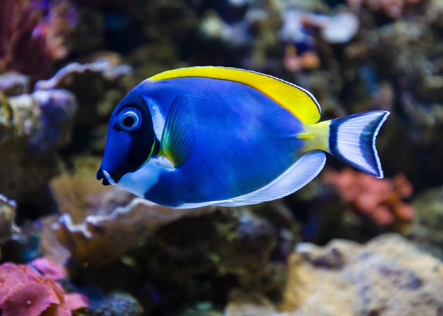 Almería: Aquarium Costa de Almería Entry Ticket - Tropical Waters: Coral Reefs, Sea Turtles, and Jellyfish