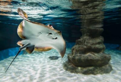 Almería: Aquarium Costa de Almería Entry Ticket - Mediterranean Zone: Seeing What Lives Closer to Home