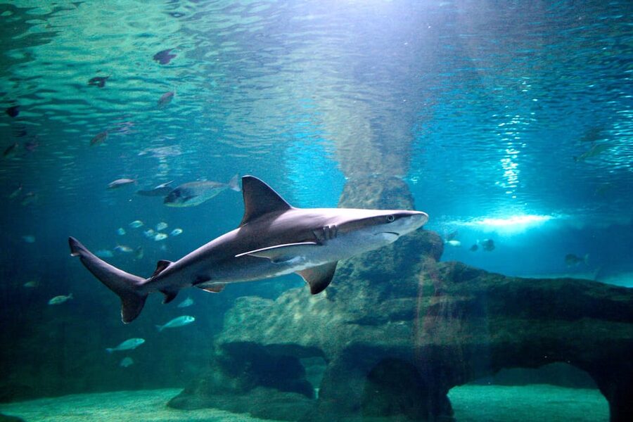 Almería: Aquarium Costa de Almería Entry Ticket - Ocean Depths: Sharks, Giant Groupers, and Big-Tank Drama