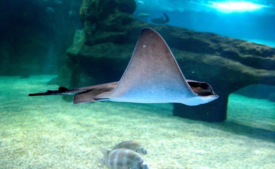 Almería: Aquarium Costa de Almería Entry Ticket - The Underwater Tunnel: Your 360-Degree Moment