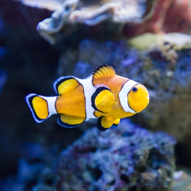Almería: Aquarium Costa de Almería Entry Ticket - Price and Value: Is $27 Entry Worth It?