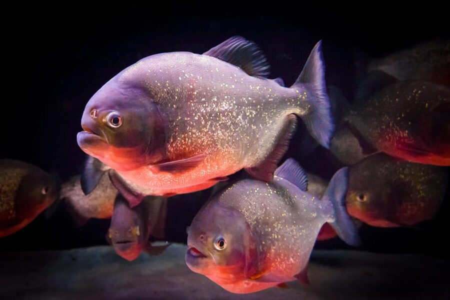 Almería: Aquarium Costa de Almería Entry Ticket - Booking, Redemption, and What to Bring (No Surprises)