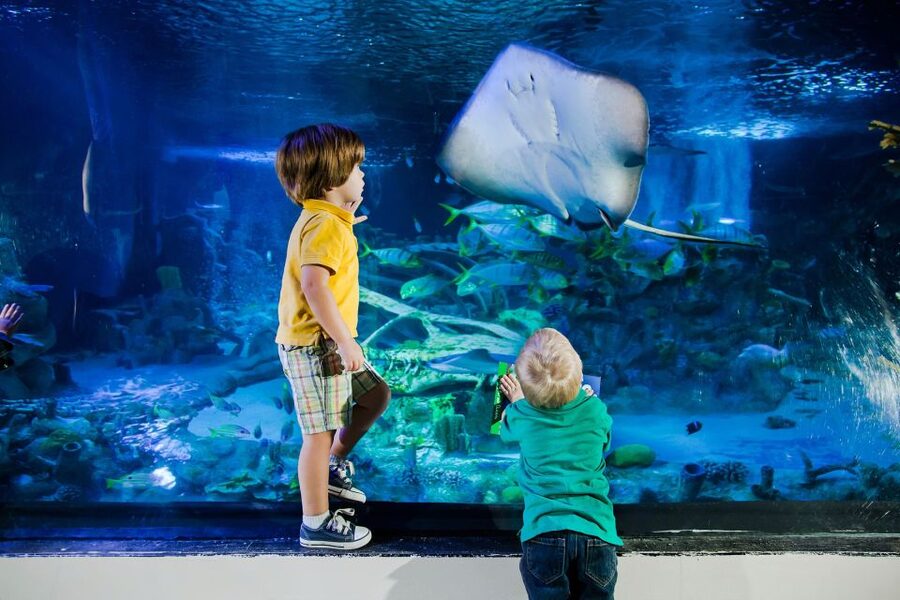 American Dream: SEA LIFE® Aquarium Entry Ticket - Price Value: Does $33 Make Sense?