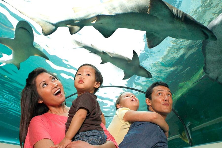 American Dream: SEA LIFE® Aquarium Entry Ticket - Touch Pool Encounters: The Part Kids Remember