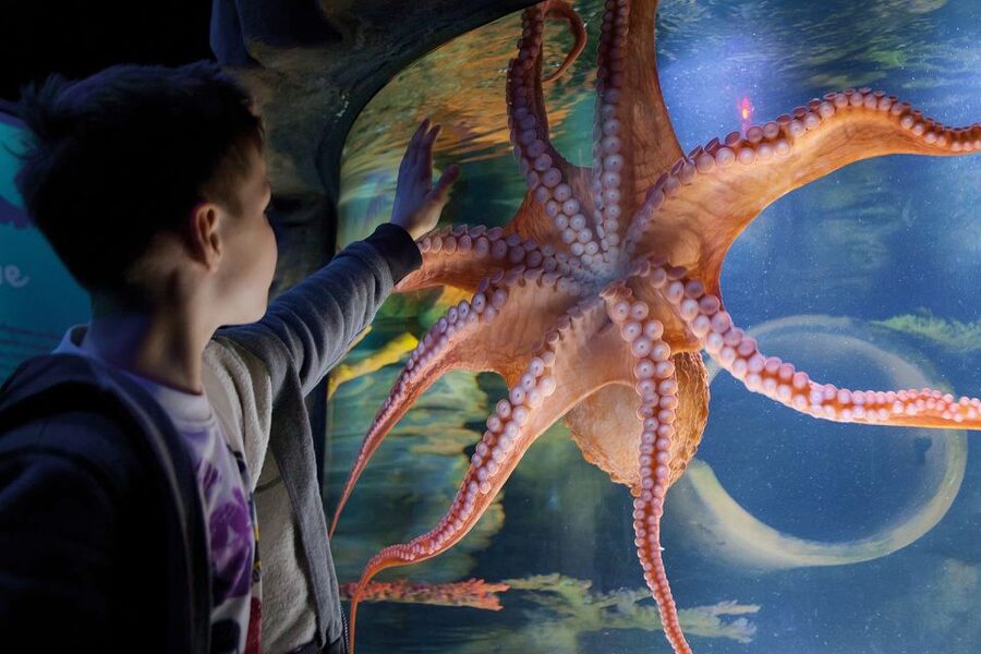 American Dream: SEA LIFE® Aquarium Entry Ticket - The NYC-Eel Moment: A Fun Way to Think About Feeding and Grouping