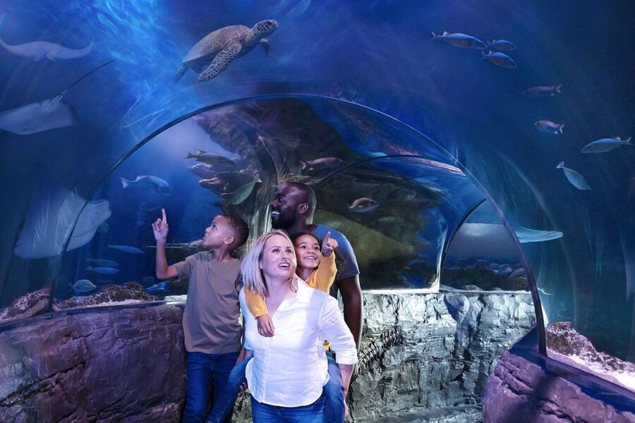 American Dream: SEA LIFE® Aquarium Entry Ticket - City Under the Sea Tunnel: The Walk-Through Payoff