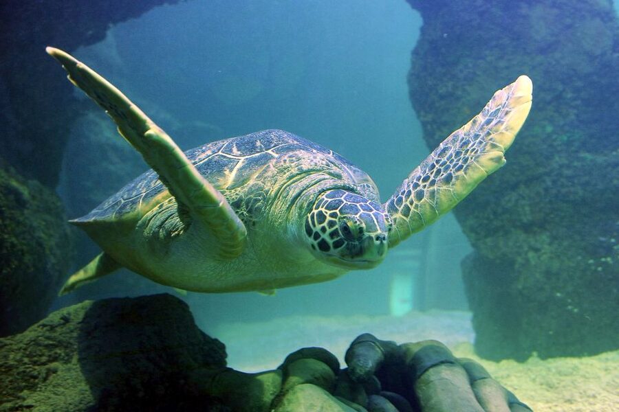 American Dream: SEA LIFE® Aquarium Entry Ticket - Tickets and What’s Included (and Not Included)