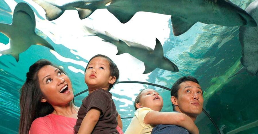 American Dream: SEA LIFE® Aquarium Entry Ticket - What You’ll See: 10+ Interactive Exhibits With New York Themes