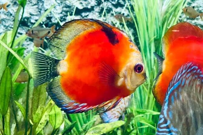 Angkor Wildlife & Aquarium Halfday tour - Key Things That Make This Tour Worth Your Time