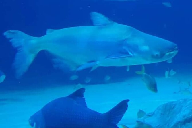 Angkor Wildlife & Aquarium Halfday tour - Pickup, AC Transport, and a Smooth 4-Hour Window