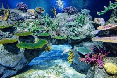 Angkor Wildlife & Aquarium Halfday tour - Angkor Wildlife & Aquarium: Fish Feeding and Wildlife You Can Actually Point At