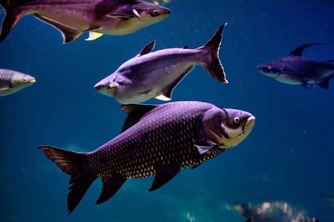 Angkor Wildlife & Aquarium Halfday tour - Should You Book the Angkor Wildlife & Aquarium Halfday Tour?