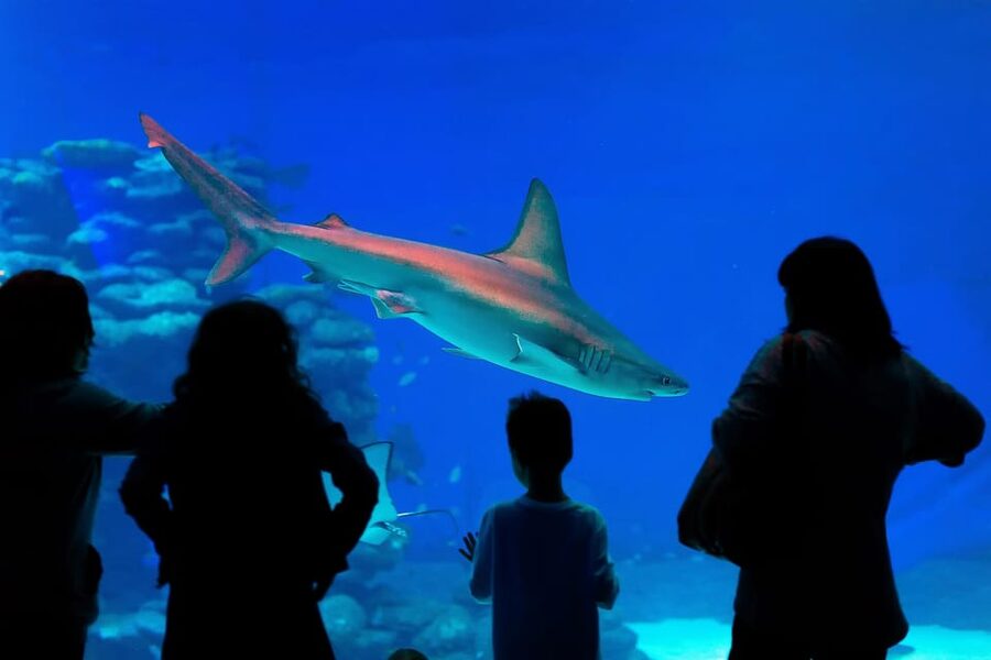 Antalya: Aquarium and Wax Museum Entry Ticket - From Crocs to Moray Eels: How to Plan Creature-Watching