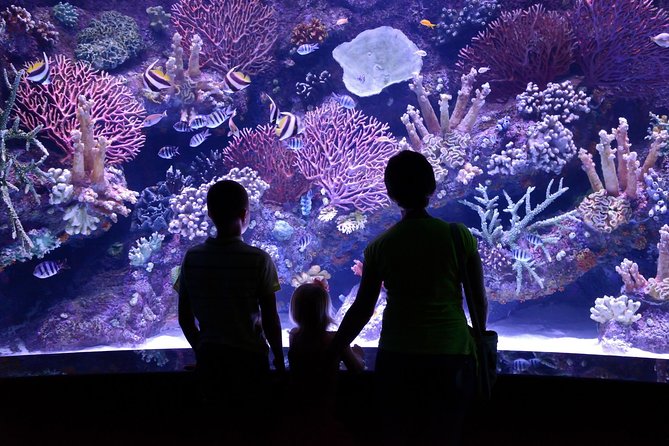 Antalya: Aquarium Ticket With Optional Transfer - What you’ll actually do inside Antalya Aquarium