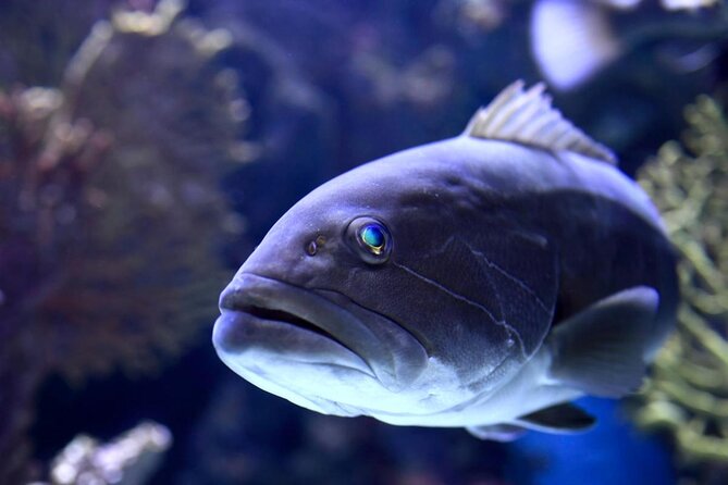 Antalya Tunnel Aquarium - Departure from Side - Key Things to Know Before You Go