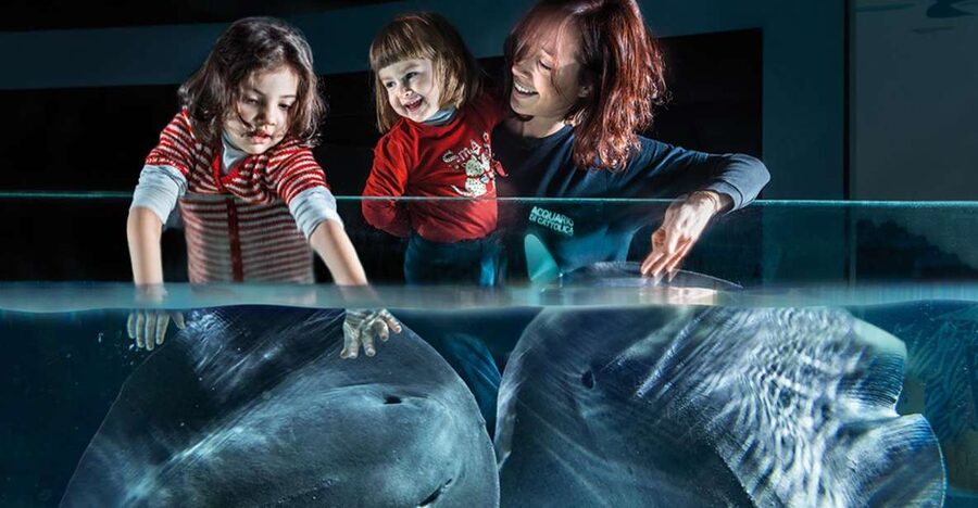 Aquarium of Cattolica Entry Ticket - Your self-guided game plan for a smooth 1-day visit