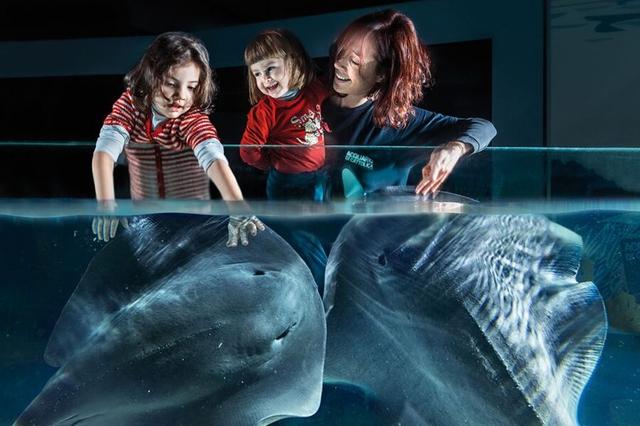 Aquarium of Cattolica Entry Ticket - The ticket: what the routes actually cover (and why the colors help)