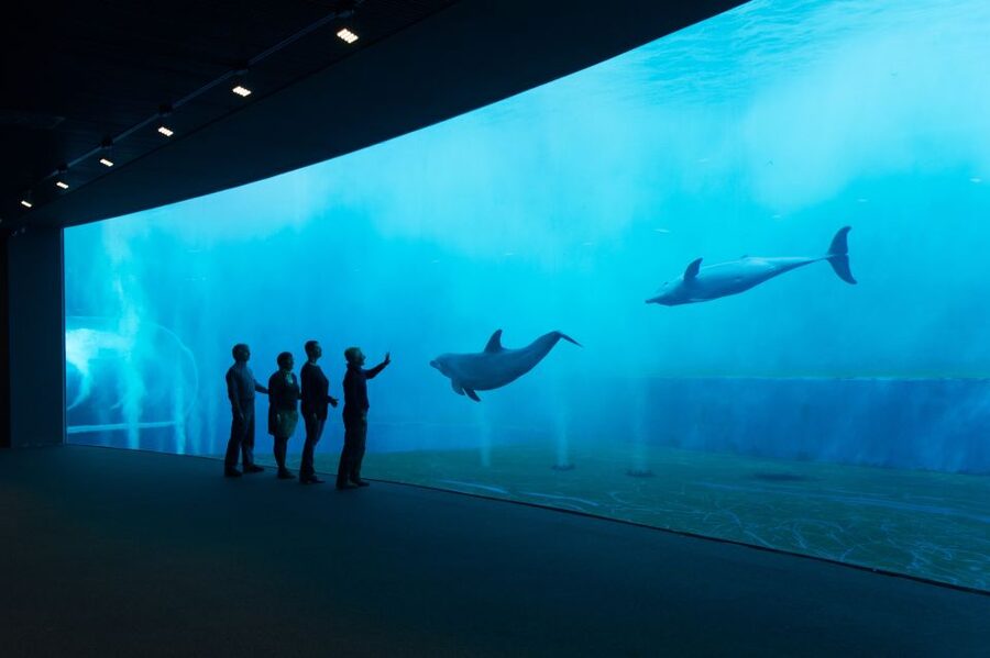 Aquarium of Genoa Ticket and Whale Watching Cruise - Quick take: key highlights you’ll feel right away
