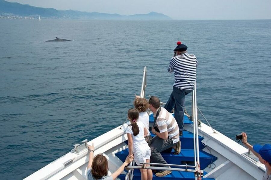 Aquarium of Genoa Ticket and Whale Watching Cruise - Aquarium of Genoa: a big-room crash course in marine life
