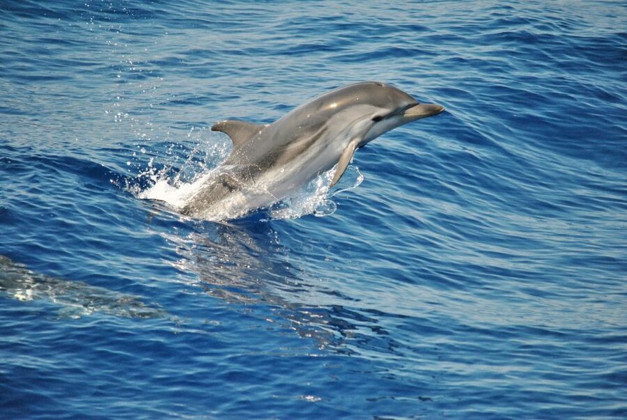 Aquarium of Genoa Ticket and Whale Watching Cruise - The marine biologist guide: how to spot cetaceans without interfering