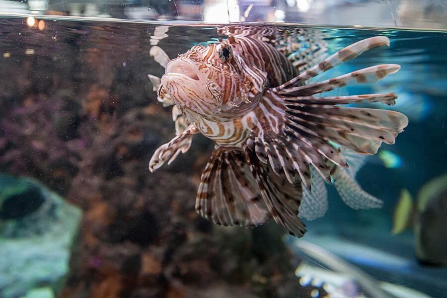 Aquarium of Genoa Ticket and Whale Watching Cruise - Season and expectations: when to plan your dates