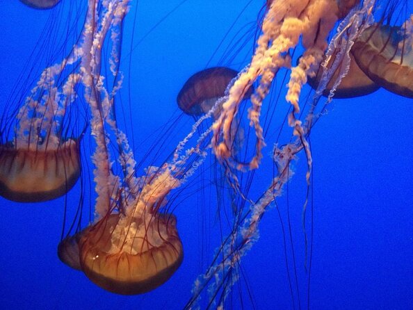 Aquarium of the Bay General Admission Ticket - Key highlights before you go