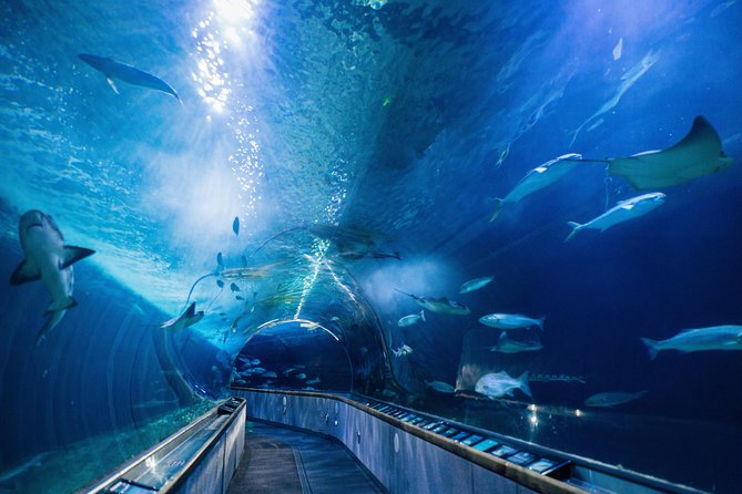 Aquarium of the Bay General Admission Ticket - Under the Bay tunnel: 300 feet of glass with sharks, jellies, and rays