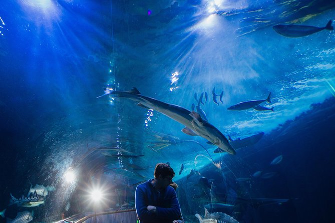 Aquarium of the Bay General Admission Ticket - Should you book Aquarium of the Bay general admission?