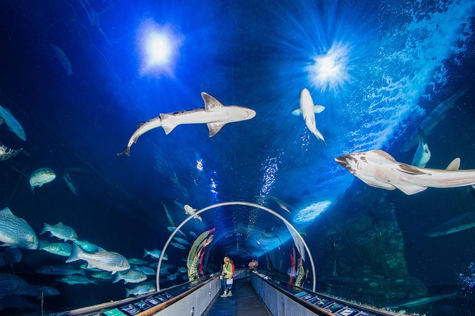 Aquarium of the Bay General Admission Ticket - The Bay Exhibit: orange garibaldi, moray eels, and anchovy “group math”