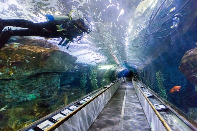 Aquarium of the Bay VIP Experience - Before the Doors Open: How Early Entry Changes Your Visit