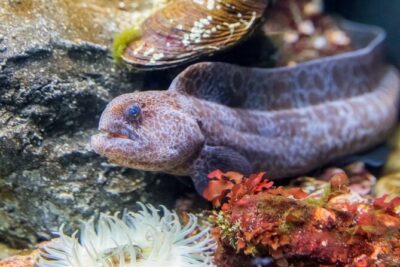 Aquarium of the Bay VIP Experience - Your Guide and Q&A Time: Asking the Questions You Actually Have