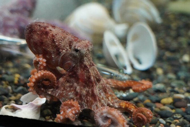 Aquarium of the Bay VIP Experience - The 1.5-Hour Route: What You’ll See Inside